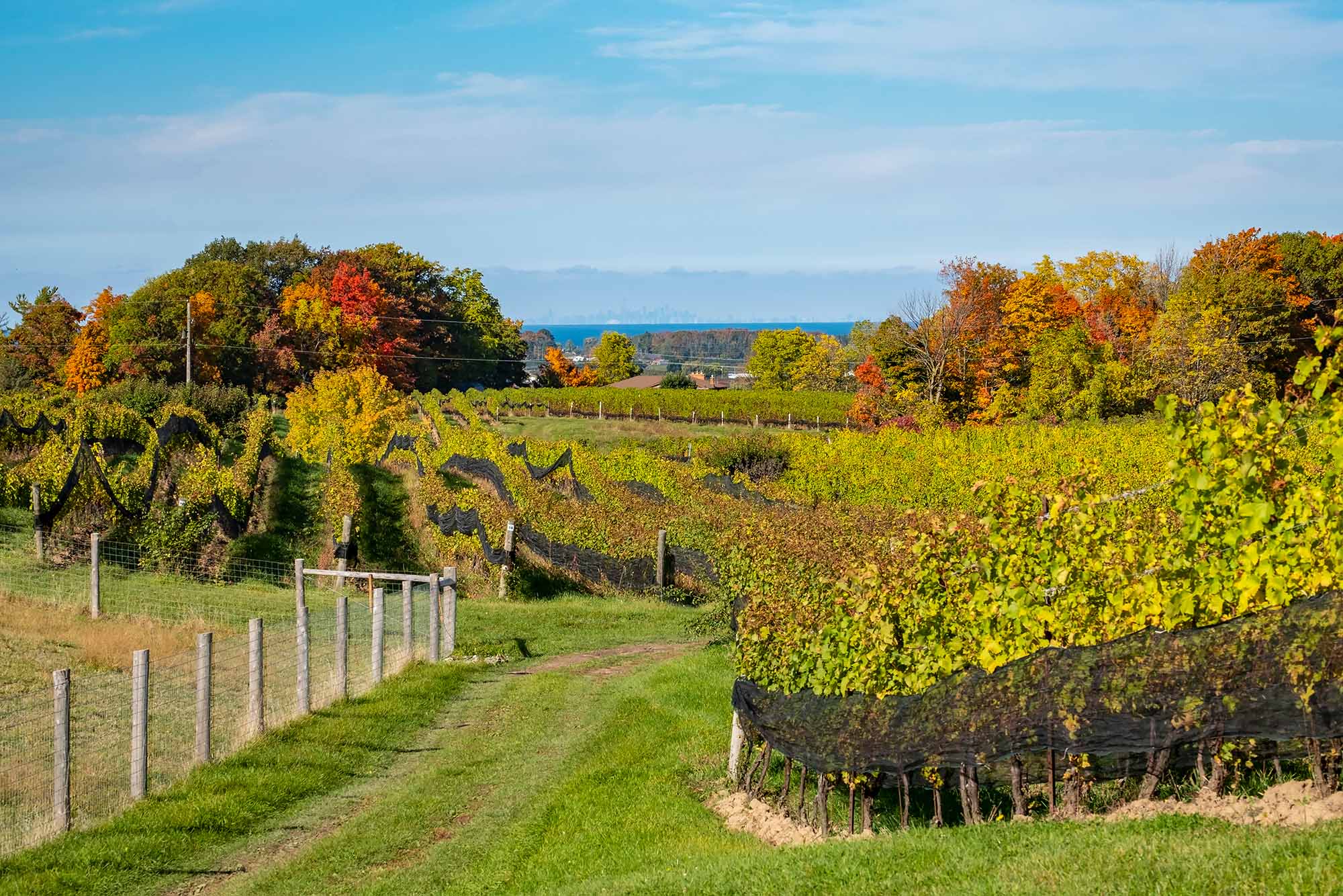 limo wine tours